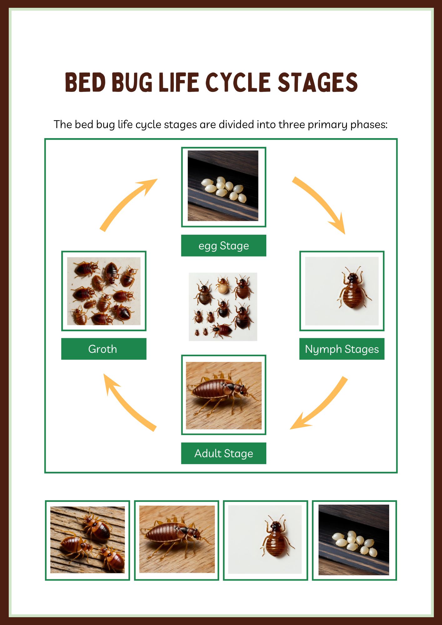 Common Bed Bug Bites Identification With Pictures Common Bed Bug Bites Identification With Pictures