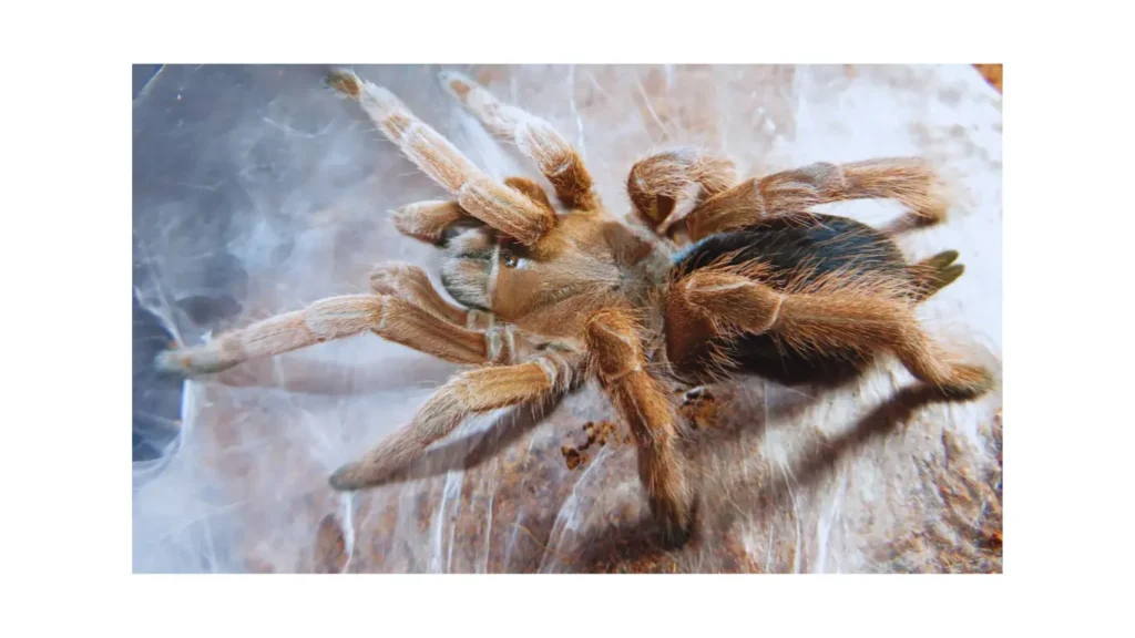 Australian Tarantula