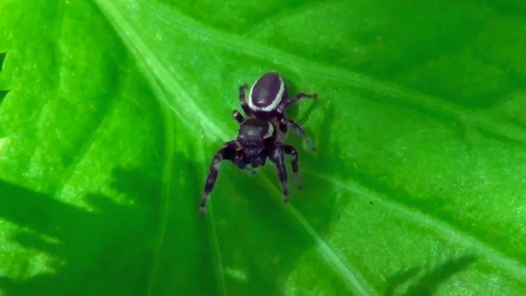 Bronze Jumping Spider