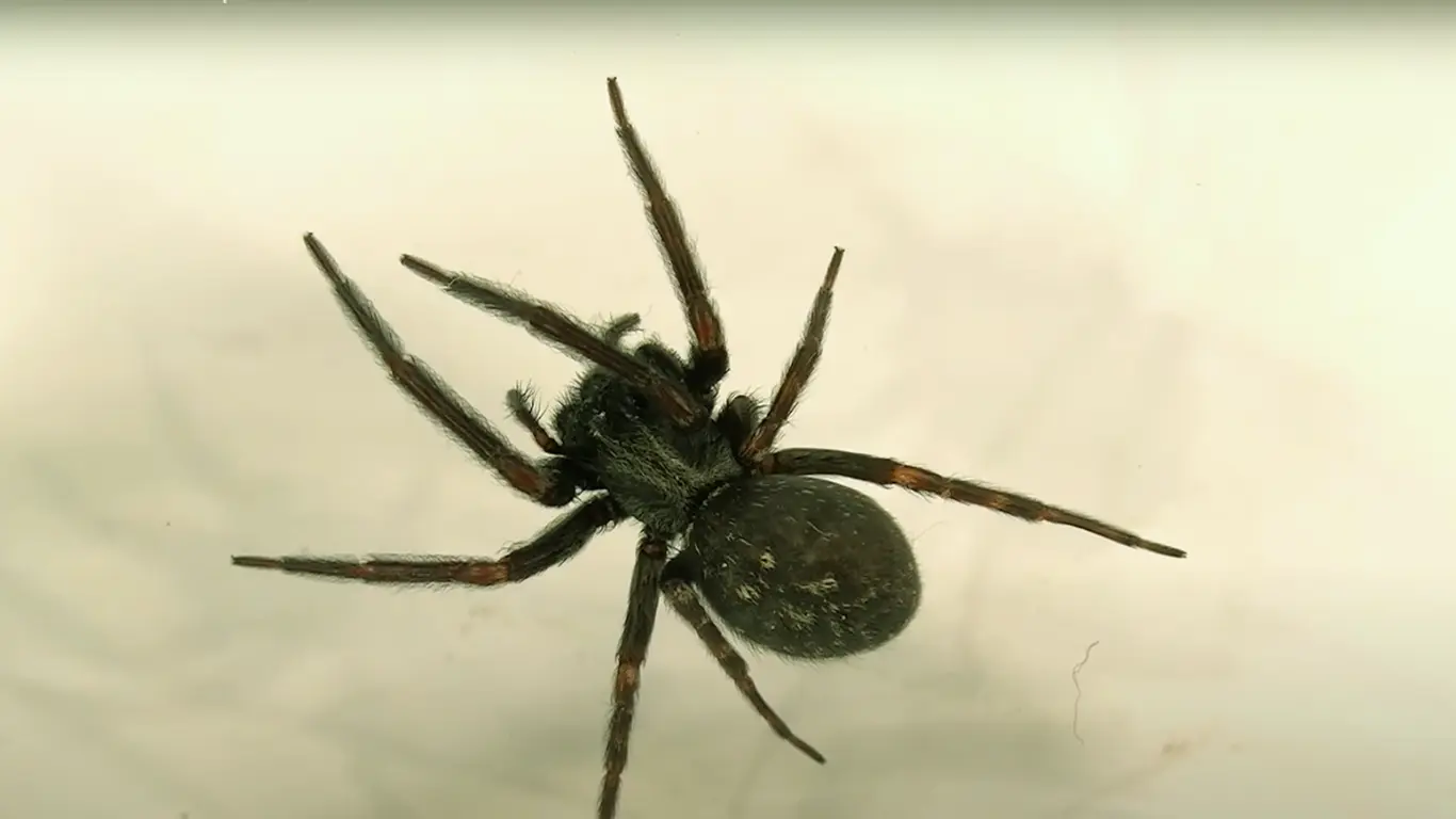 What is The Average Lifespan of a Black House Spider? 