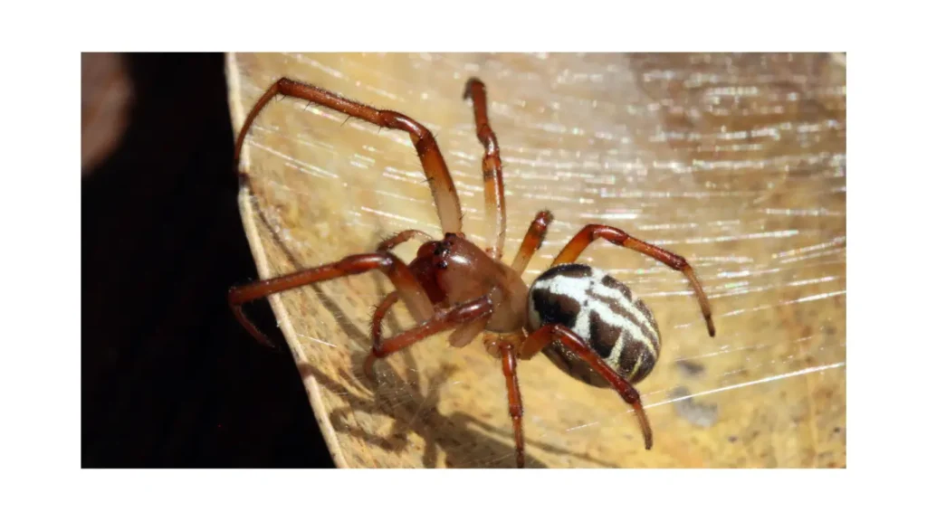 Leaf-Curling Spider