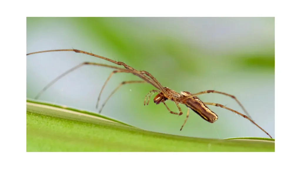 Long-Jawed Orb Weaver
