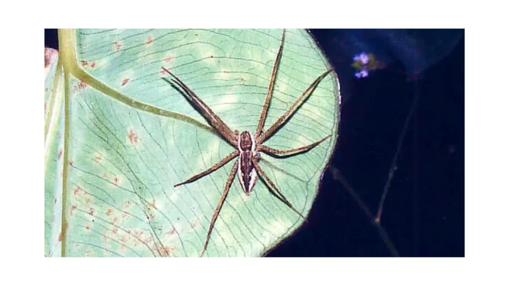 Water Spider (Australian Fishing Spider)