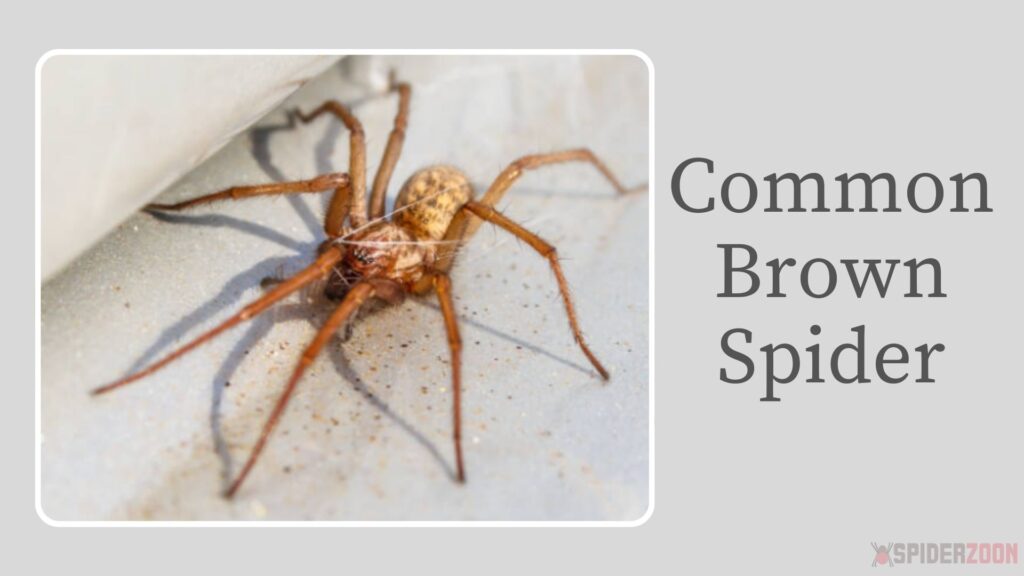 Common Brown Spider 