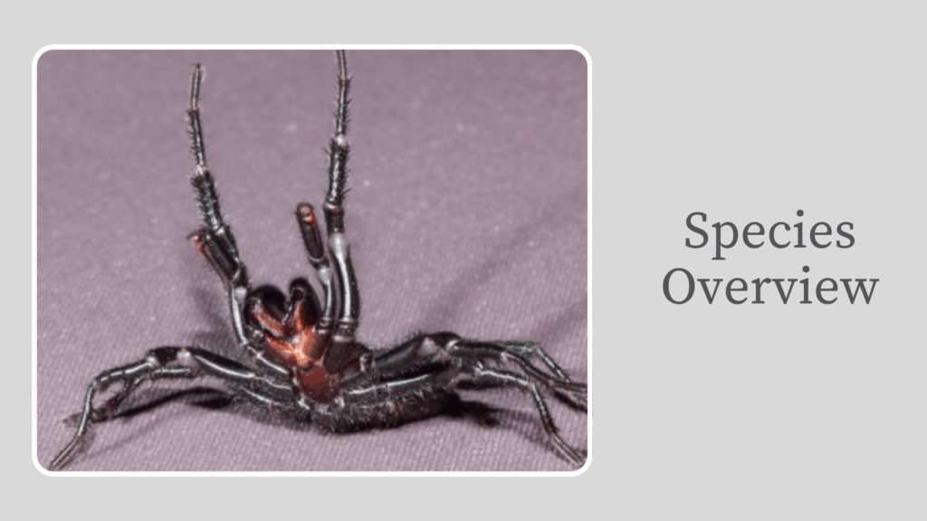 Space overview of Sydney Funnel-Web Spider