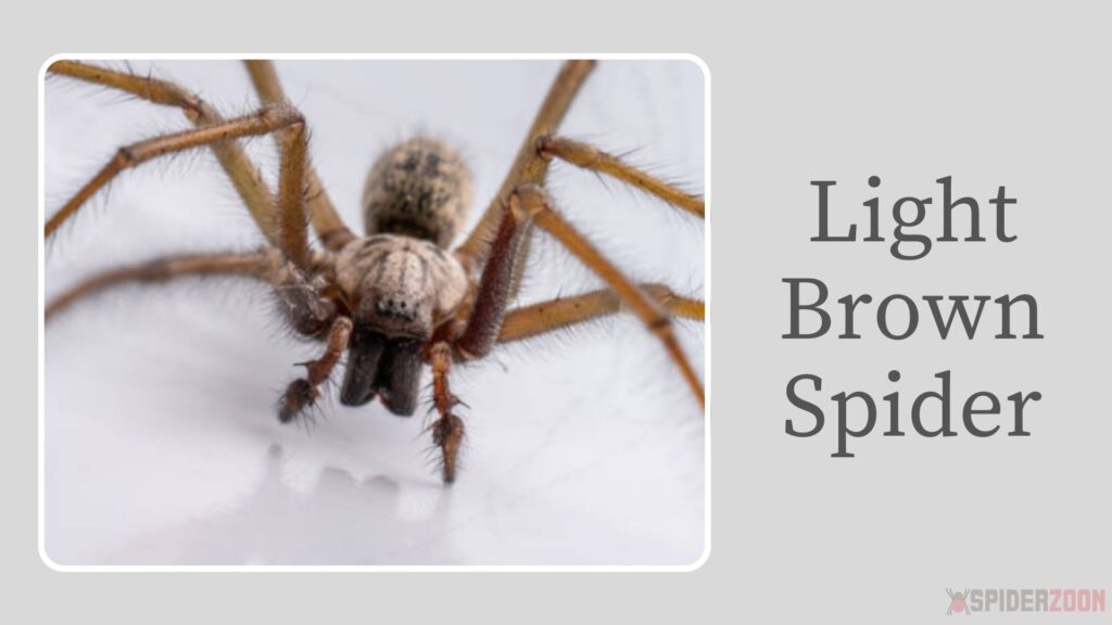 Light Brown Spider – Southern House Spider (Male)