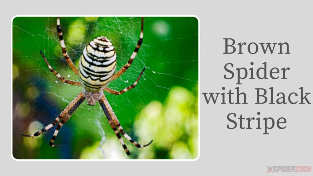 Brown Spider with Black Stripe