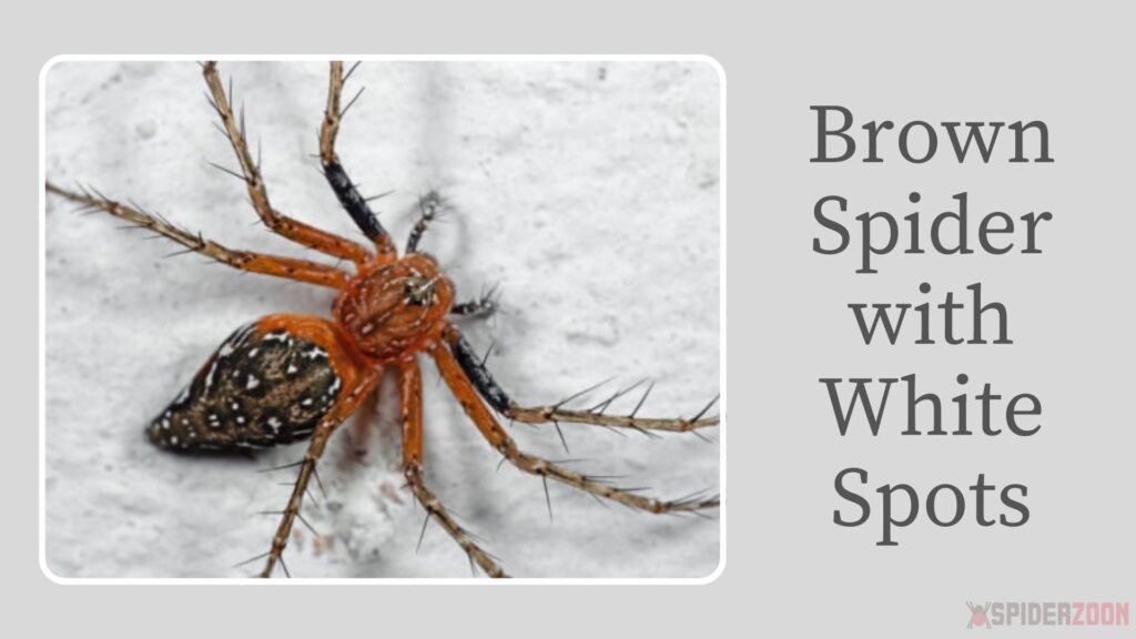 Brown Spider with White Spots