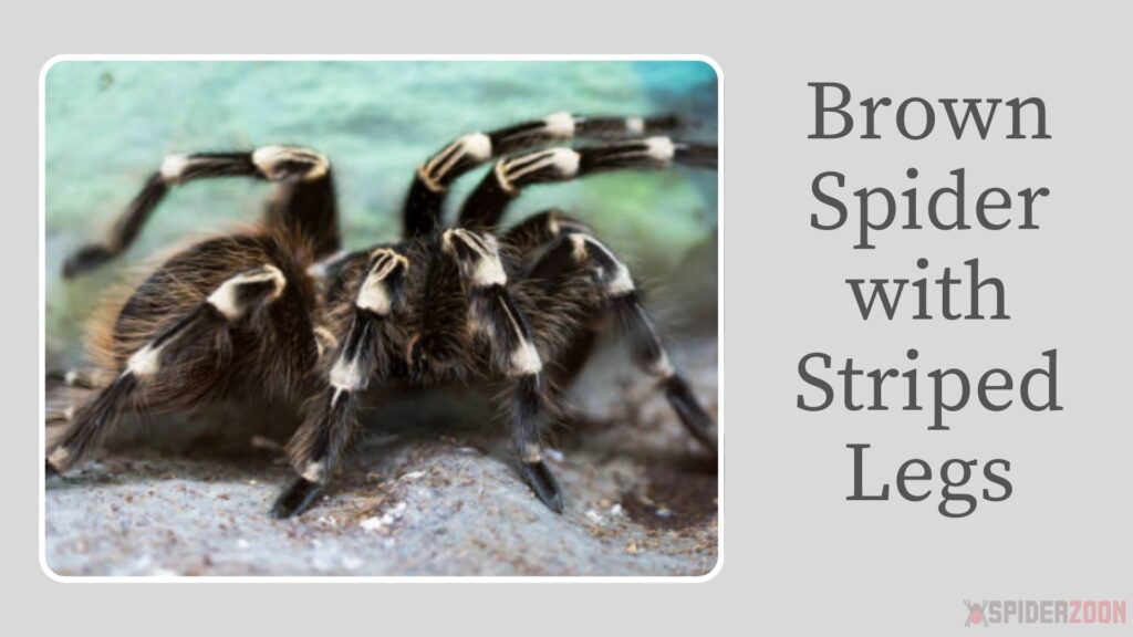 Brown Spider with Striped Legs