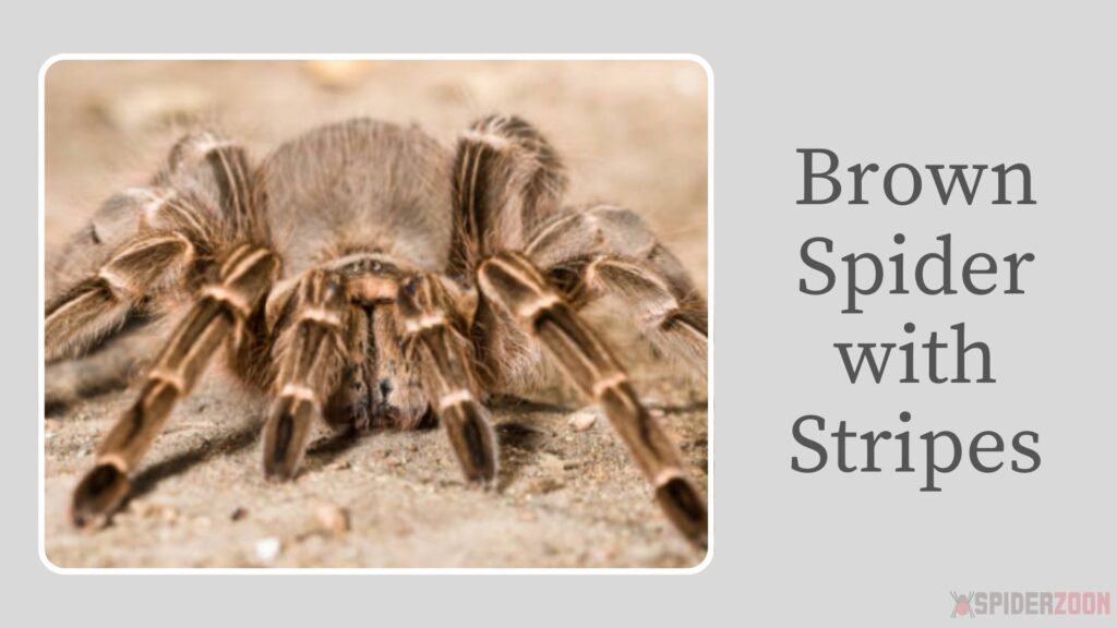 Brown Spider with Black Spots