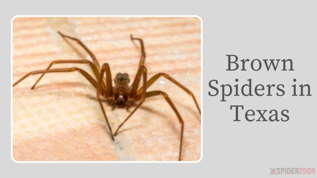 Brown Spider with Stripes