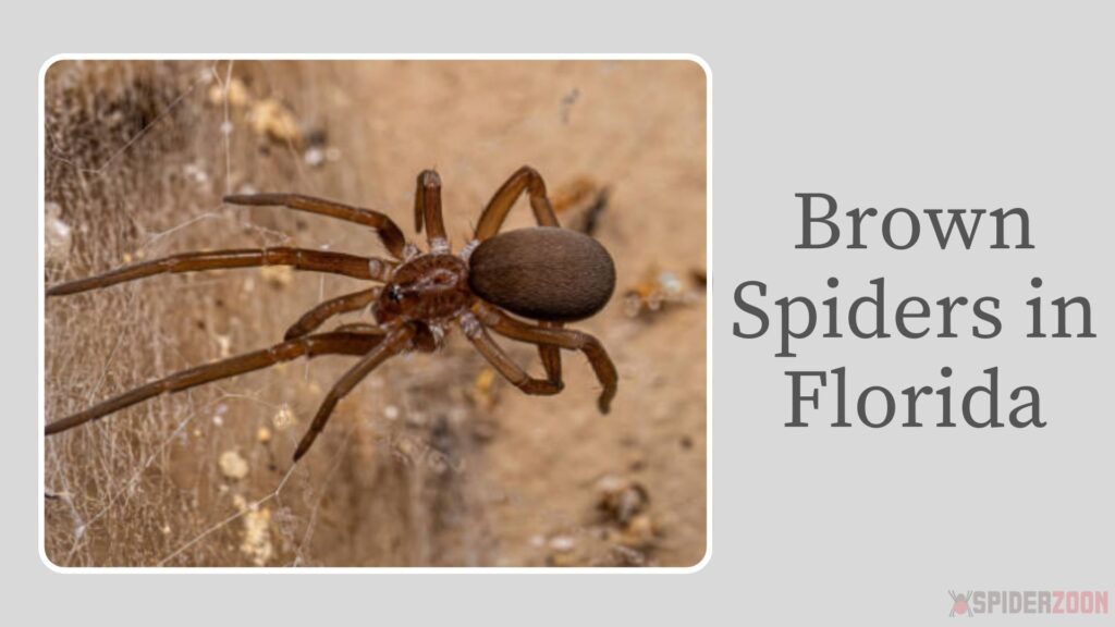 Brown Spider Florida
