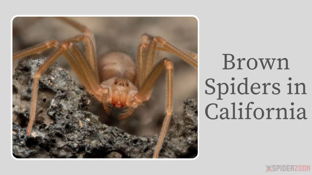 Brown Spider California