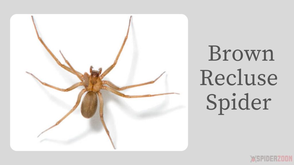 Brown Recluse Spider