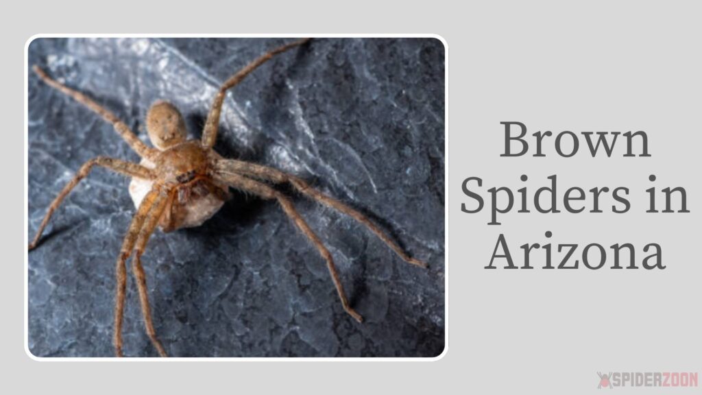 Brown Spider Arizona