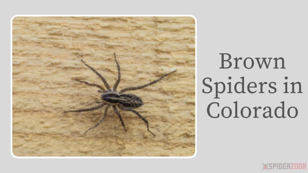 Brown Spider Colorado