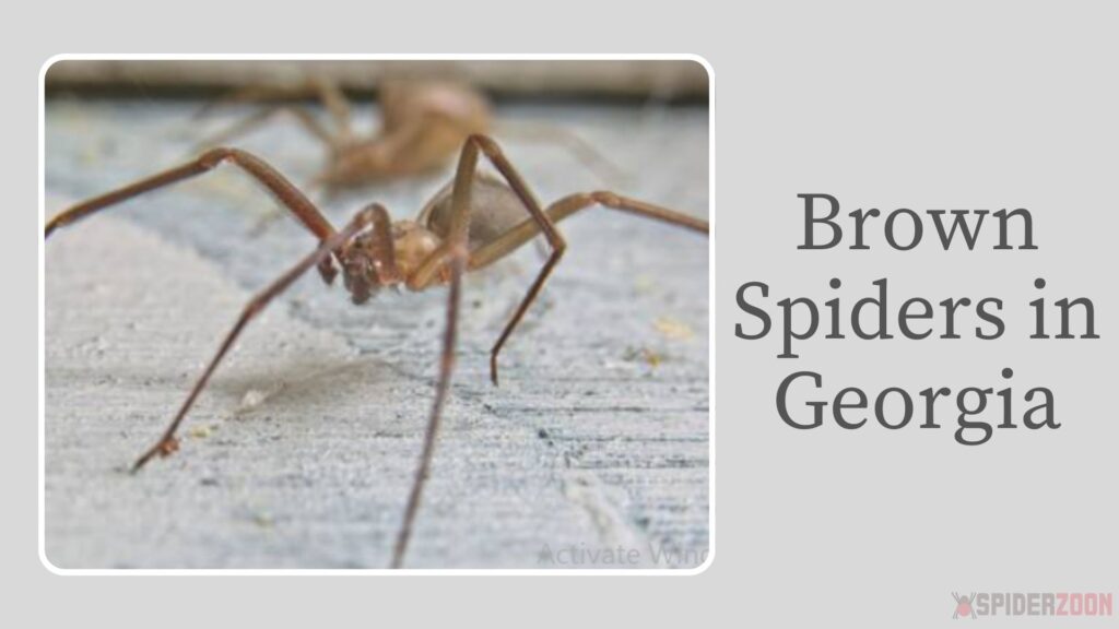 Brown Spiders in Georgia