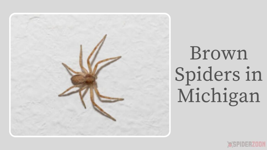 Brown Spiders in Michigan