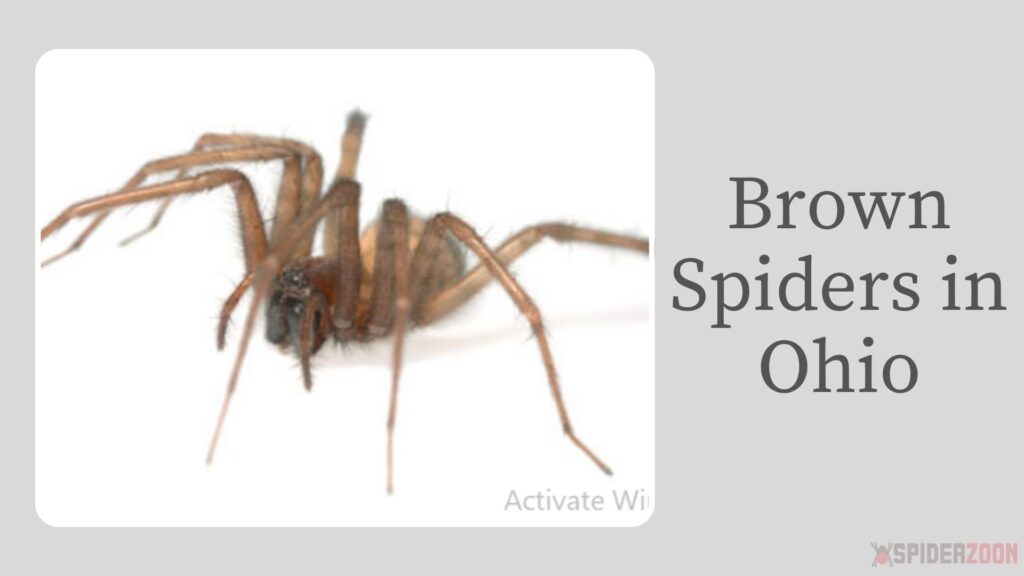 Brown Spider North Carolina