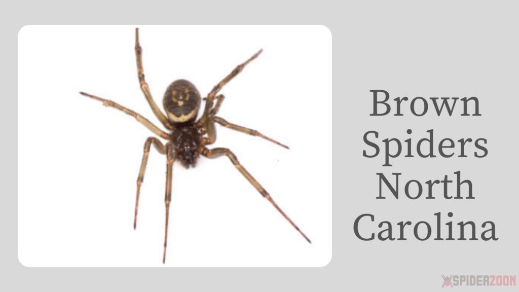 Brown Spider South Carolina