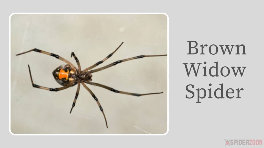 Brown Widow Spider