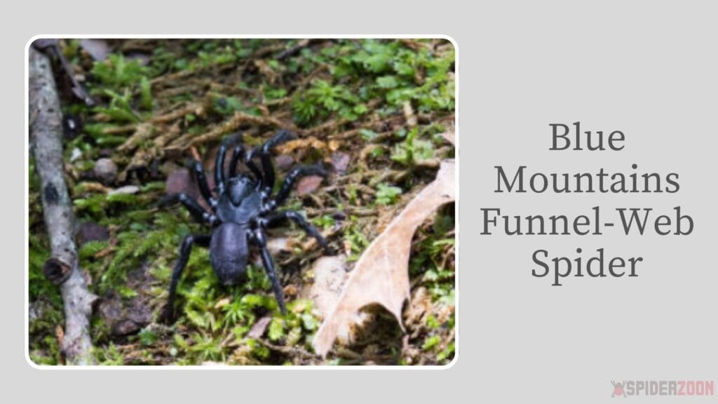 Blue Mountains Funnel-Web Spider