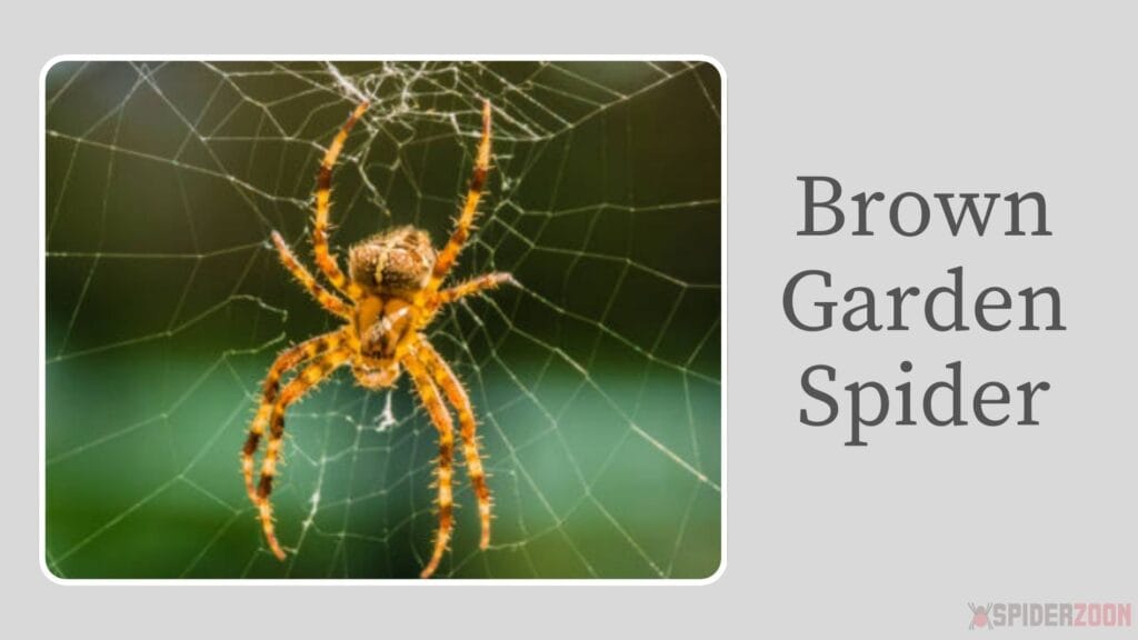 Brown Garden Spider