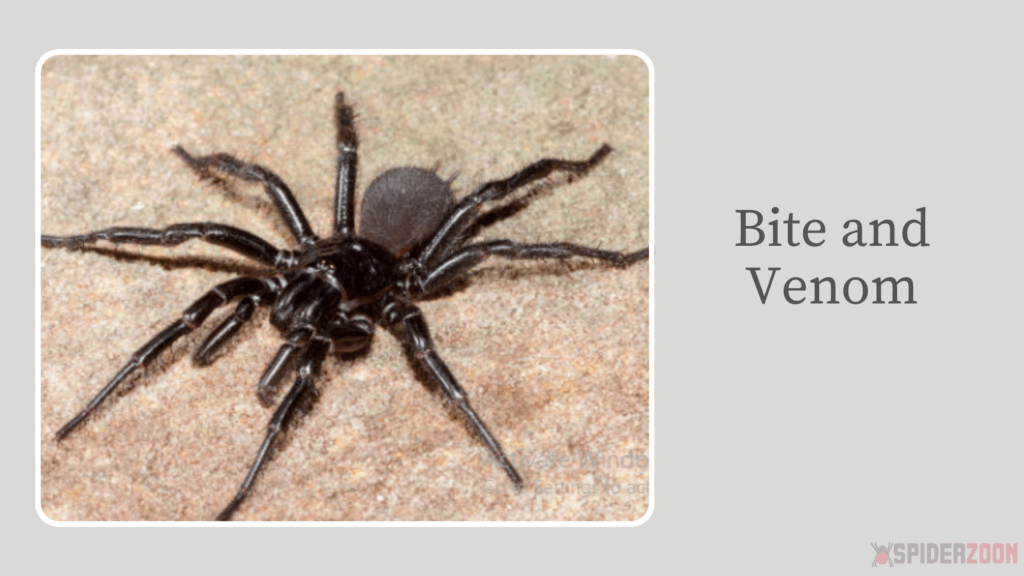 Sydney funnel-web spider