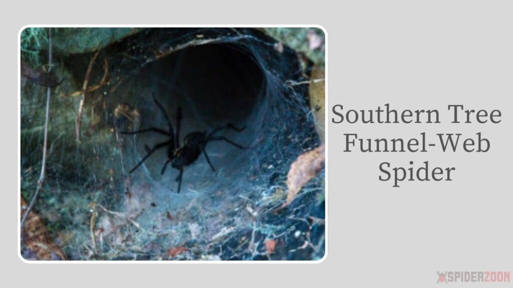 Southern Tree Funnel-Web Spider