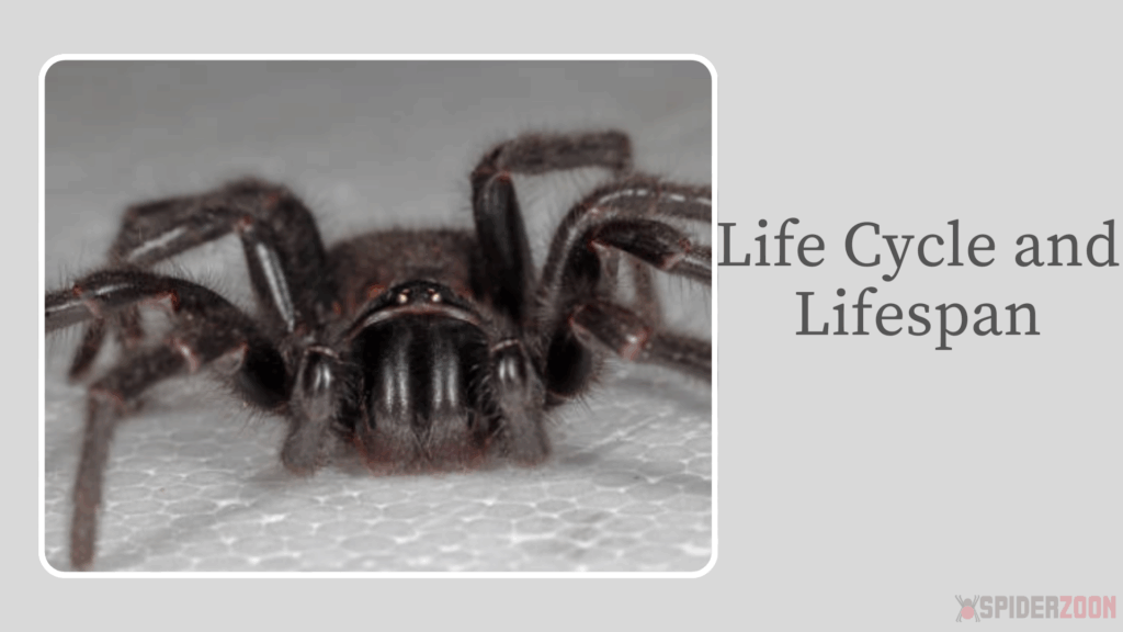 Life Cycle and Lifespan of Sydney Funnel-Web Spider