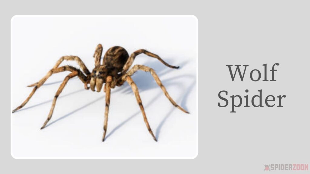 Wolf Spider