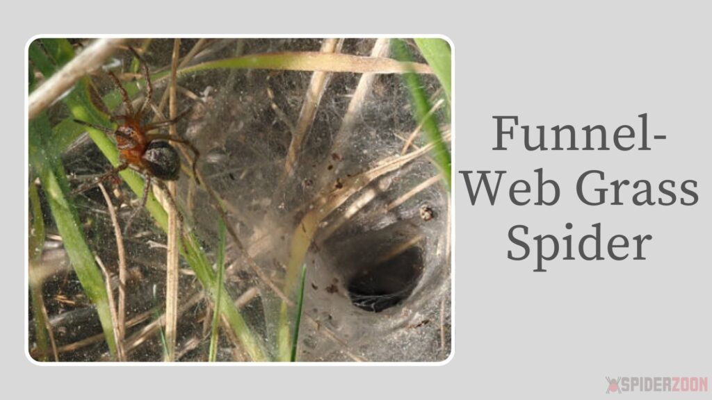 Funnel-Web Grass Spider