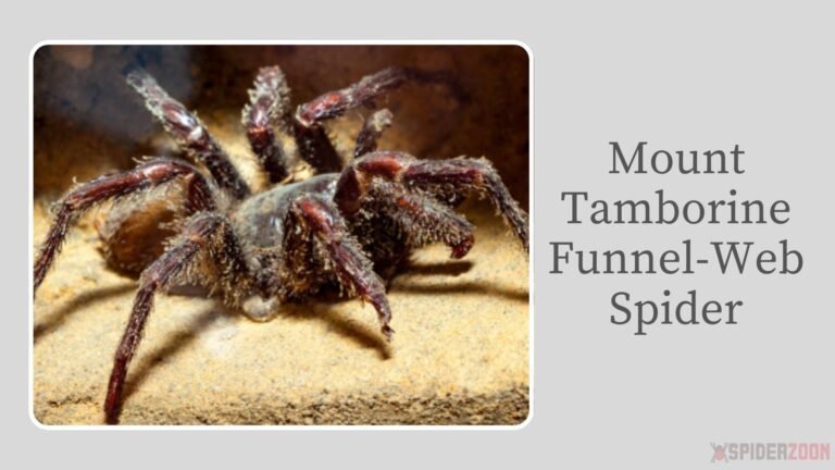 12 Types of Funnel-Web Spiders: Identification With Pictures