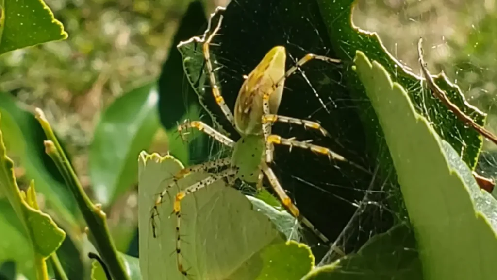 Asian Green Lynx Spider (Peucetia longipalpis)