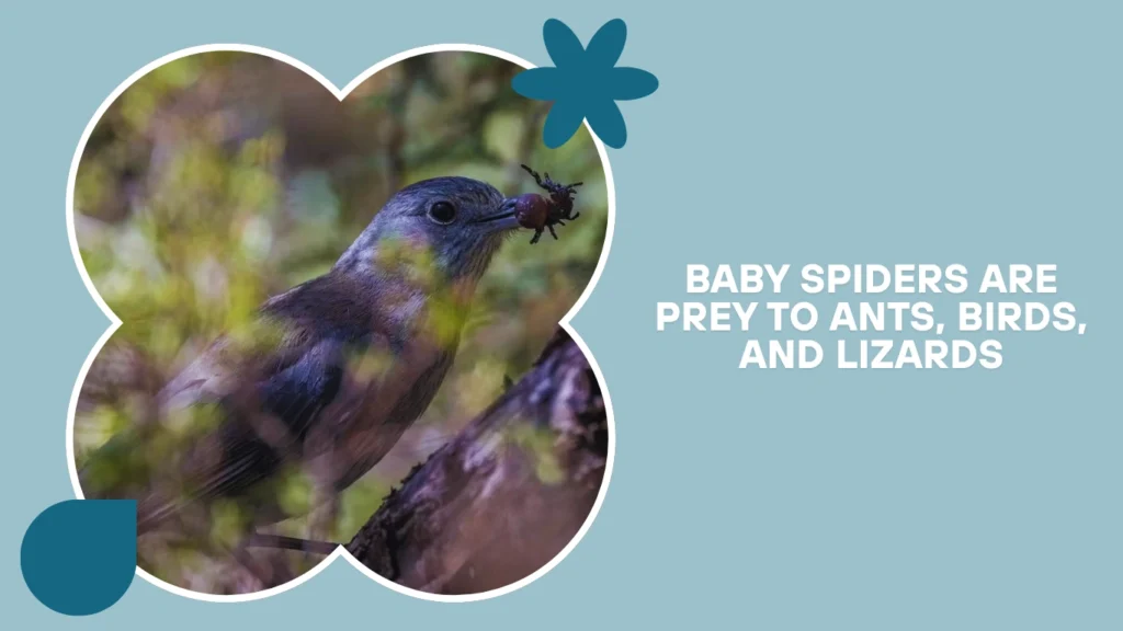 Baby spiders are prey to ants, birds, and lizards