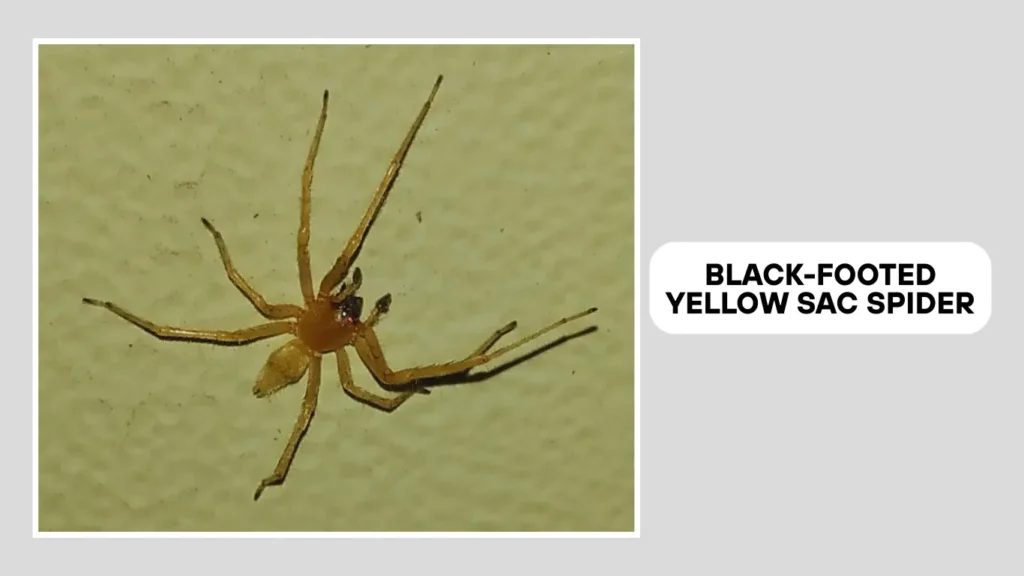 Black-Footed Yellow Sac Spider