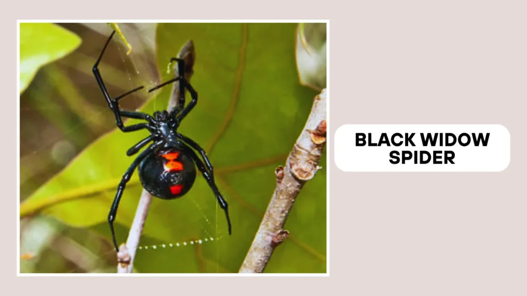 Black Widow Spider