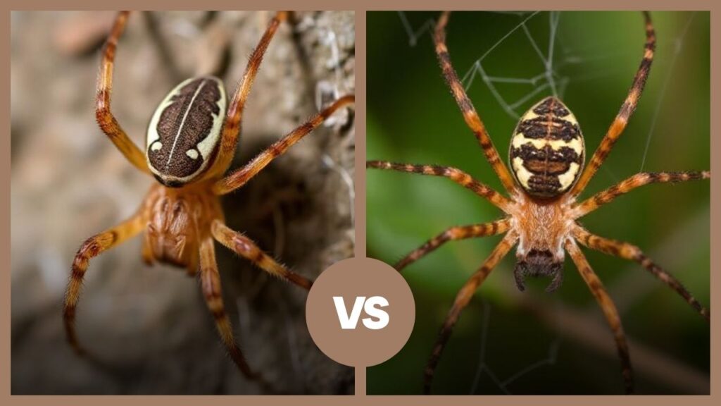 Brown House Spider vs Brown Recluse