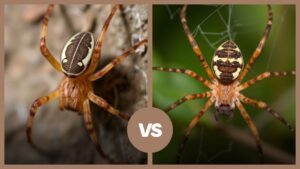Brown House Spiders: Identification, Types with Pictures