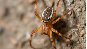 Brown House Spiders: Identification, Types with Pictures