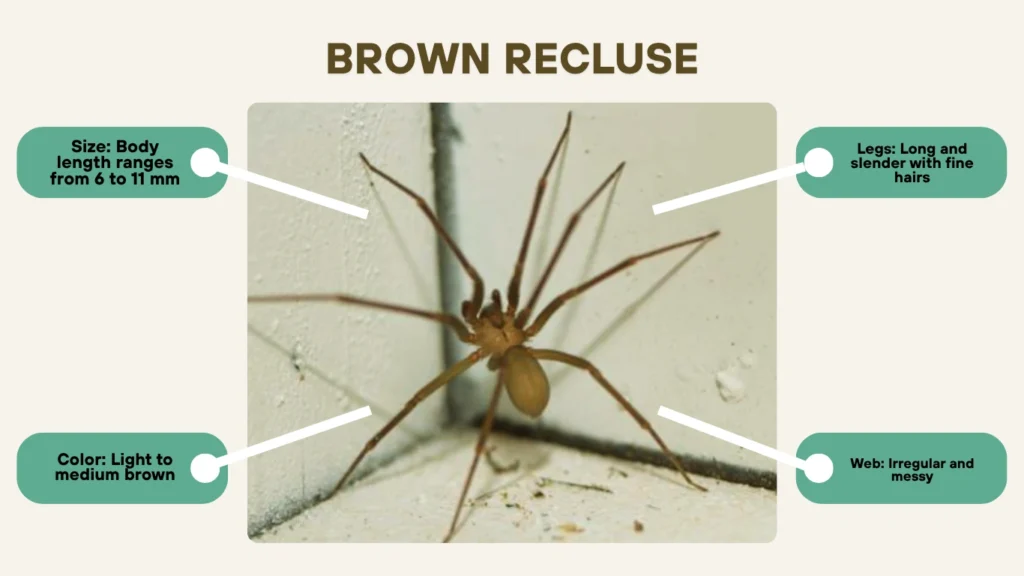 Brown Recluse (Loxosceles reclusa) – Rare or Misidentified