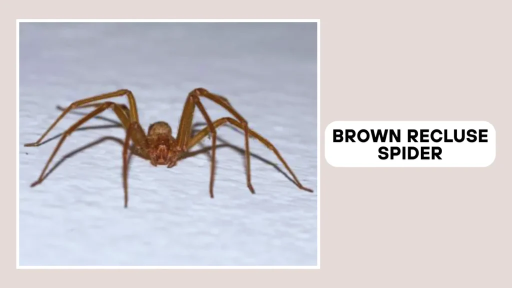 Brown Recluse Spider