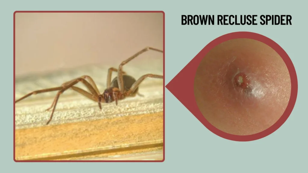 Brown Recluse Spider