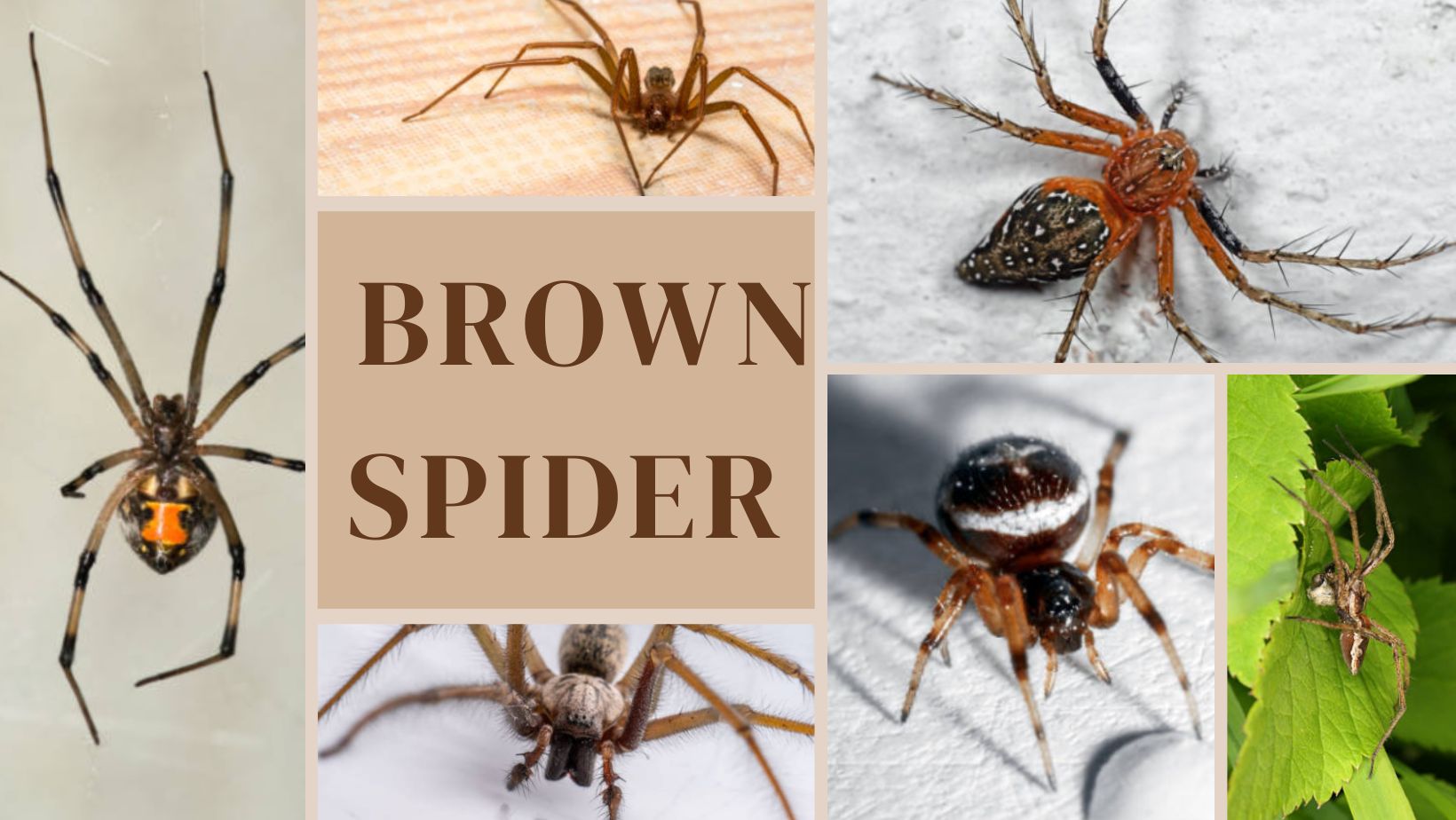 Brown Spiders: Types, Regions, Identification With Picture 