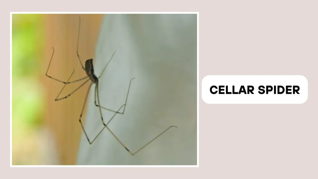 Cellar Spider