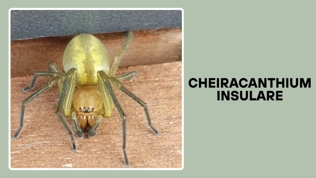 Cheiracanthium insulare