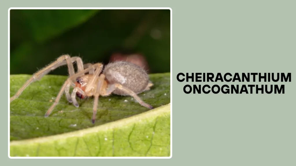 Cheiracanthium oncognathum