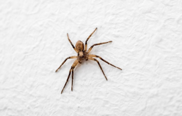 Common Brown House Spider