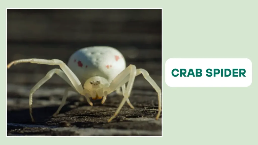 Crab Spider