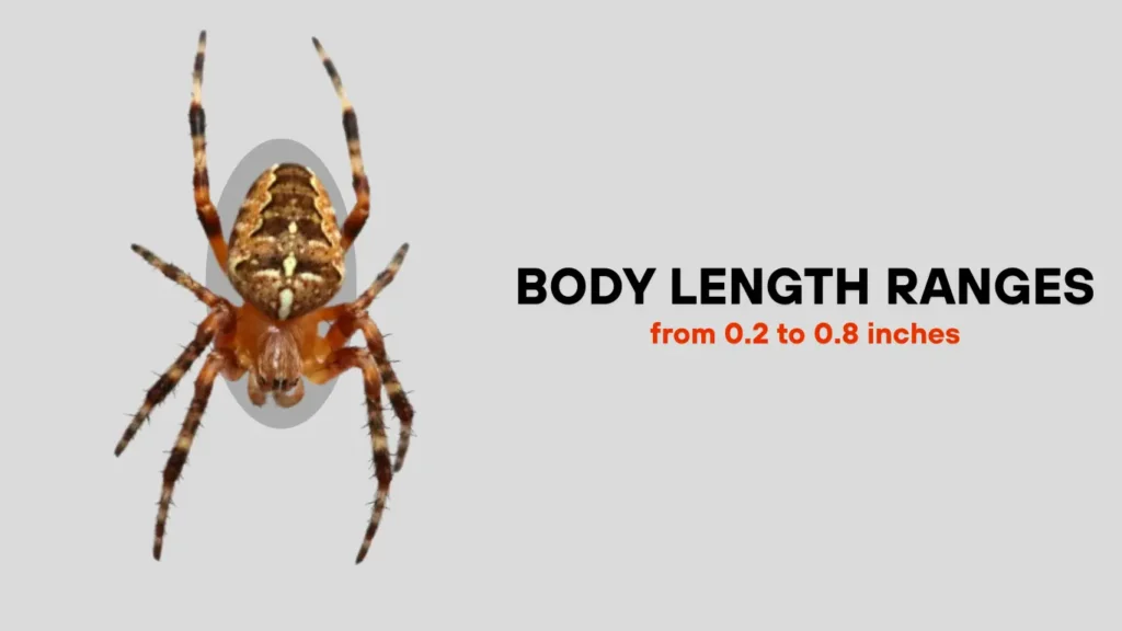 Cross Orbweaver (European Garden Spider)